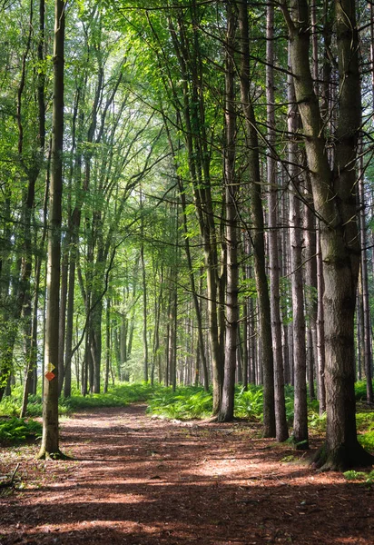 Jamestown Audubon Center Sanctuary — Stock Photo, Image