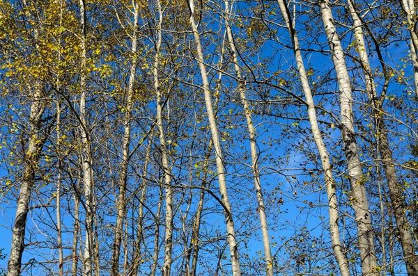 Uzun Point Devlet Parkı