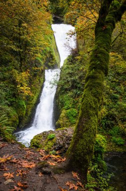 Columbia Gorge Ulusal Manzara alanı