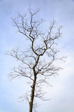Patuxent yaban hayatı araştırma merkezi