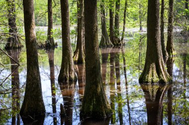 Tuzak Pond State Park