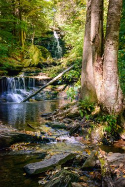 ricketts glen Devlet Parkı