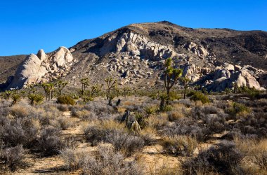 Joshua Tree Ulusal Parkı