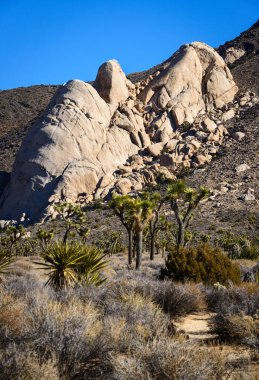 Joshua Tree Ulusal Parkı