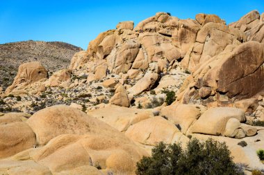 Joshua Tree Ulusal Parkı