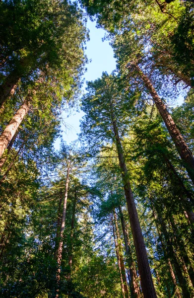 Muir Ormanı Ulusal Anıtı — Stok fotoğraf