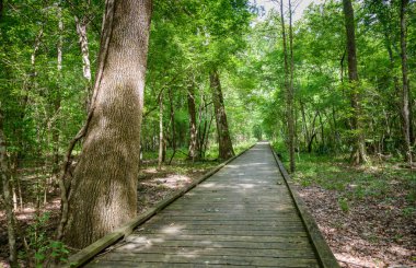 Göl Fausse Pointe State Park