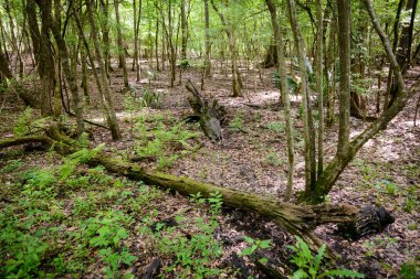 Göl Fausse Pointe State Park