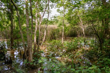Göl Fausse Pointe State Park