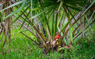 Göl Fausse Pointe State Park