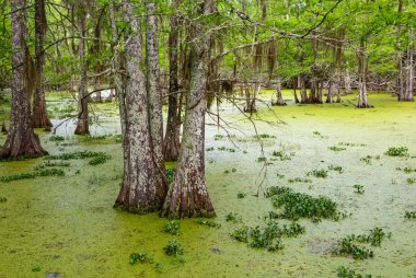 Martin ölür, Jr State Park