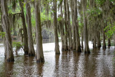 Caddo Gölü State Park