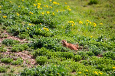 Caprock kanyonlar State Park ve Trailway