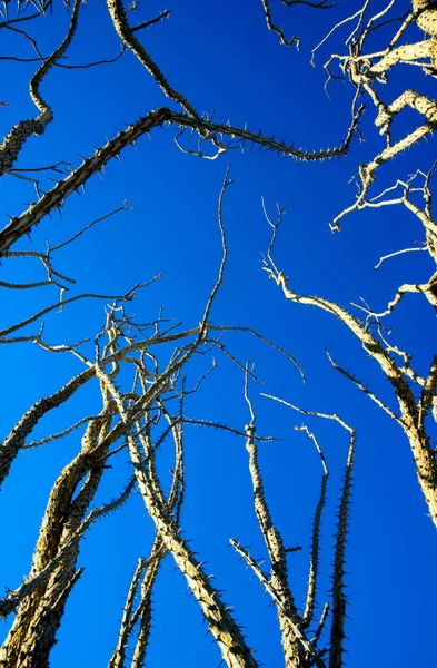 Joschua Baum Nationalpark — Stockfoto