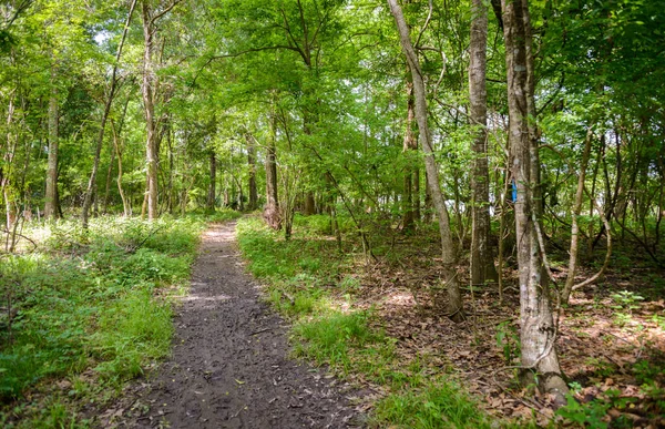 Lago Fausse Pointe State Park — Foto Stock