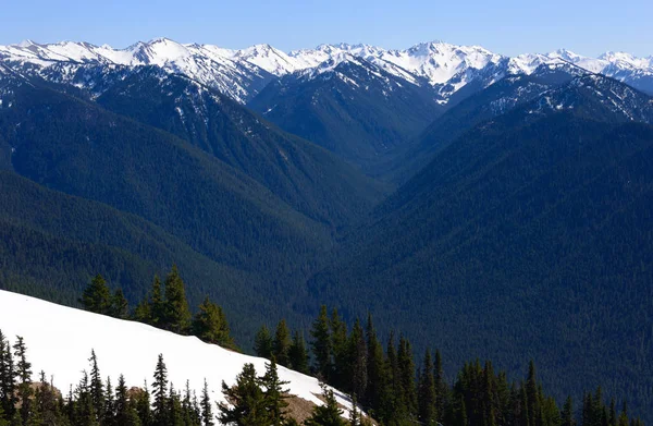 Hurricane Ridge Parque Nacional Olímpico — Fotografia de Stock