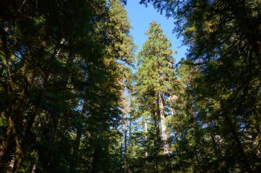 Sol Duc Falls iz Olimpik Milli Parkı'nda