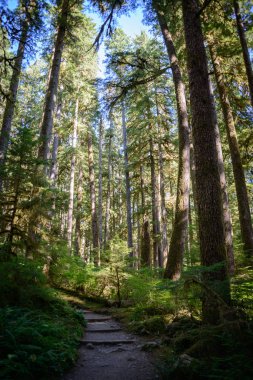 Sol Duc Falls iz Olimpik Milli Parkı'nda
