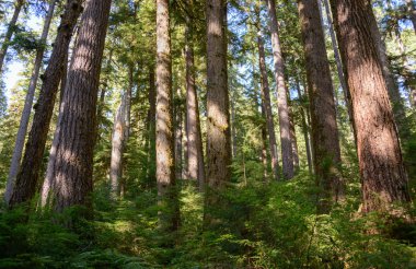 Sol Duc Falls iz Olimpik Milli Parkı'nda