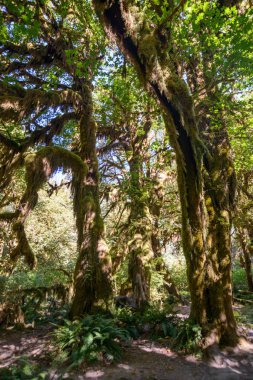 Hoh yağmur ormanlarında Olimpik Milli Parkı