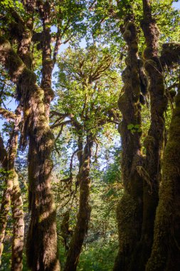Hoh yağmur ormanlarında Olimpik Milli Parkı