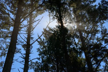 Ruby Beach olimpik Milli Parkı içinde