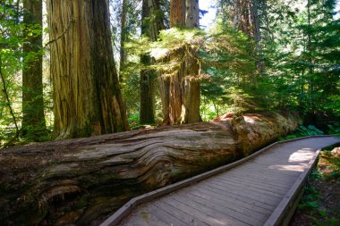 rainier Dağı Milli Parkı