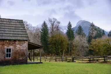 Quinault yağmur ormanlarında Olimpik Milli Parkı