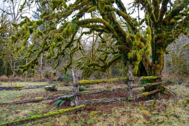Quinault yağmur ormanlarında Olimpik Milli Parkı