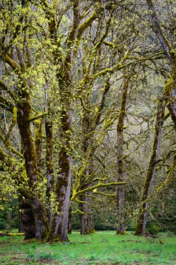 Madison falls olimpik Milli Parkı