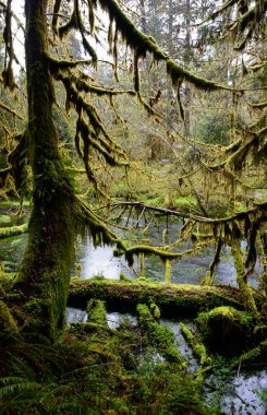 Hoh yağmur ormanlarında Olimpik Milli Parkı