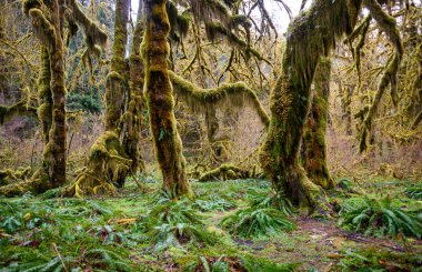 Hoh yağmur ormanlarında Olimpik Milli Parkı