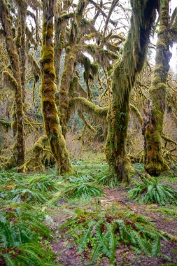 Hoh yağmur ormanlarında Olimpik Milli Parkı