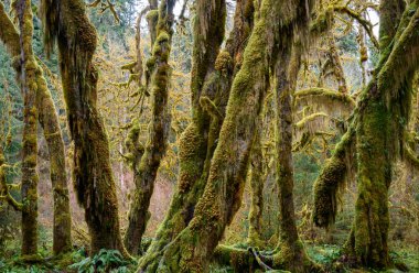 Hoh yağmur ormanlarında Olimpik Milli Parkı