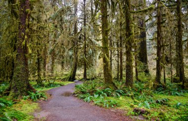 Hoh yağmur ormanlarında Olimpik Milli Parkı