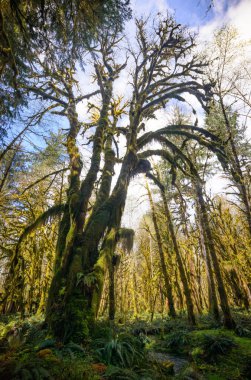 Quinault yağmur ormanlarında Olimpik Milli Parkı