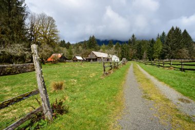 Quinault yağmur ormanlarında Olimpik Milli Parkı