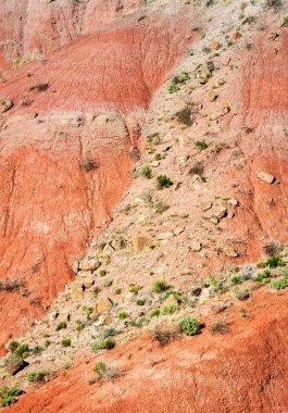 Taş Ormanı Ulusal Parkı