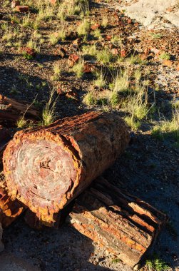 Taş Ormanı Ulusal Parkı