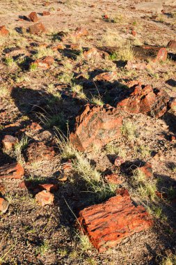 Taş Ormanı Ulusal Parkı