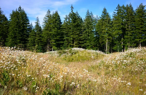 Conservación Del Área Natural Mima Mounds — Foto de Stock