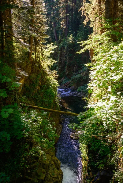 Trilha Sol Duc Falls Parque Nacional Olímpico — Fotografia de Stock