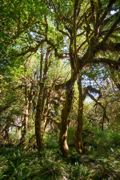 Hoh yağmur ormanlarında Olimpik Milli Parkı