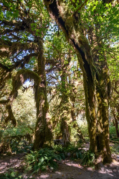Hoh yağmur ormanlarında Olimpik Milli Parkı