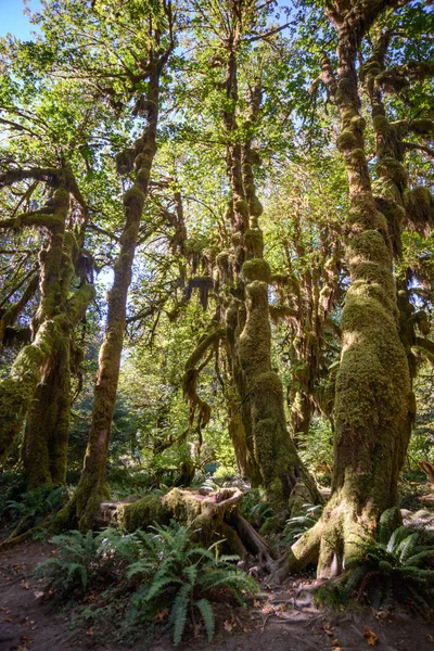 Hoh Rainforest Olympic National Park — Stock Photo, Image