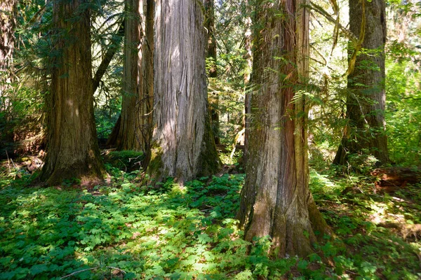 Parco Nazionale Del Monte Rainier — Foto Stock