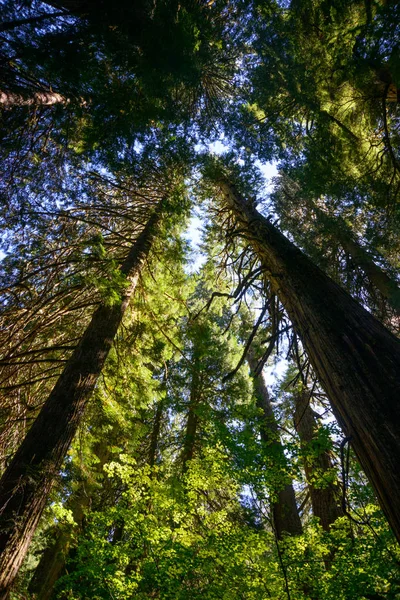 Parque Nacional Monte Rainier —  Fotos de Stock