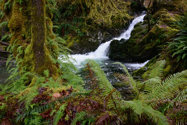 Forêt Pluviale Quinault Dans Parc National Olympique — Photo