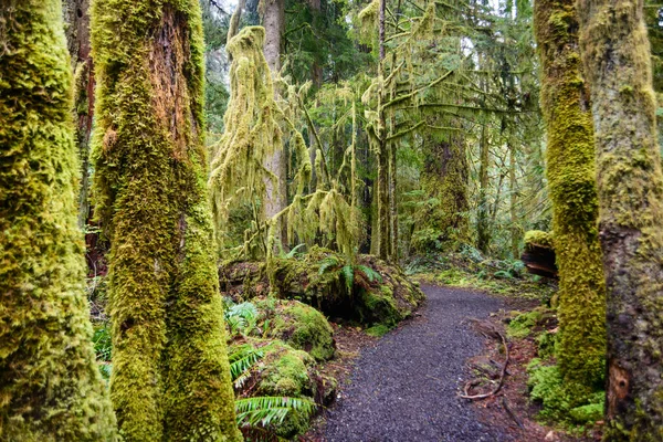 Lake Crescent Olympic National Park — Stock Photo, Image