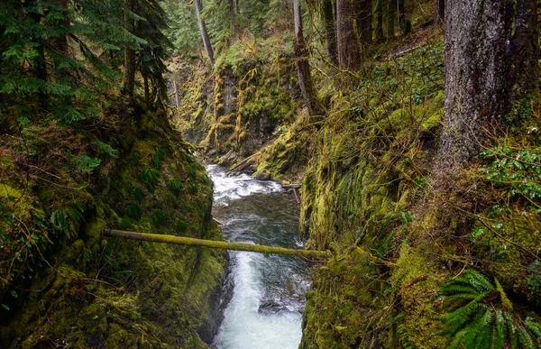 Sentier Sol Duc Falls Dans Parc National Olympique — Photo